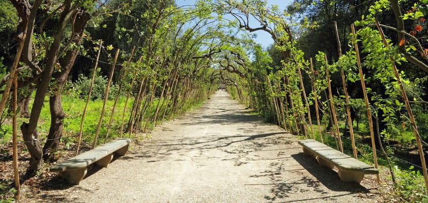Ścieżka młodych sadzonek drzew laurowych - wawrzynu szlachetnego