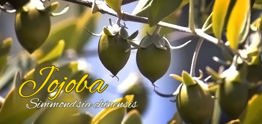 olejek jojoba