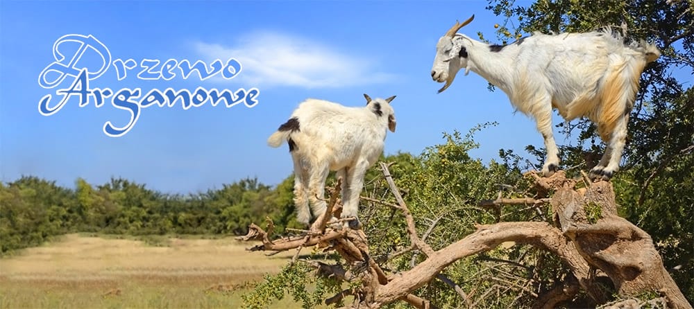 drzewa arganowe i kozy