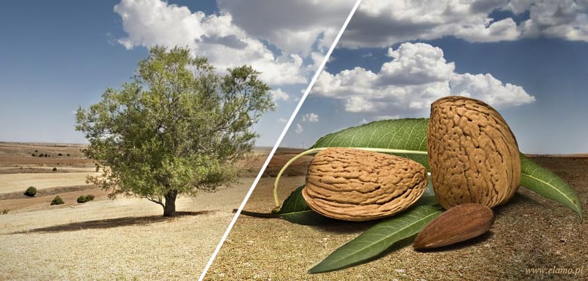 drzewo migdałowca z pestką migdału