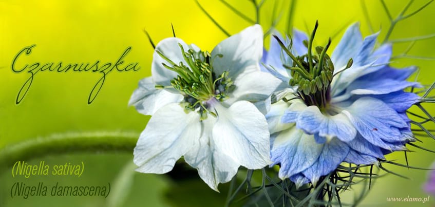 czarnuszka siewna