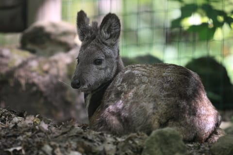 syberyjski piżmowiec