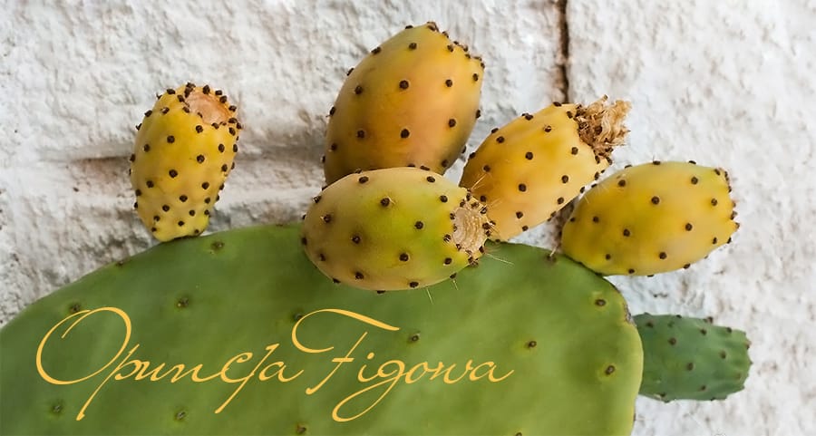 kaktus opuncji figowej