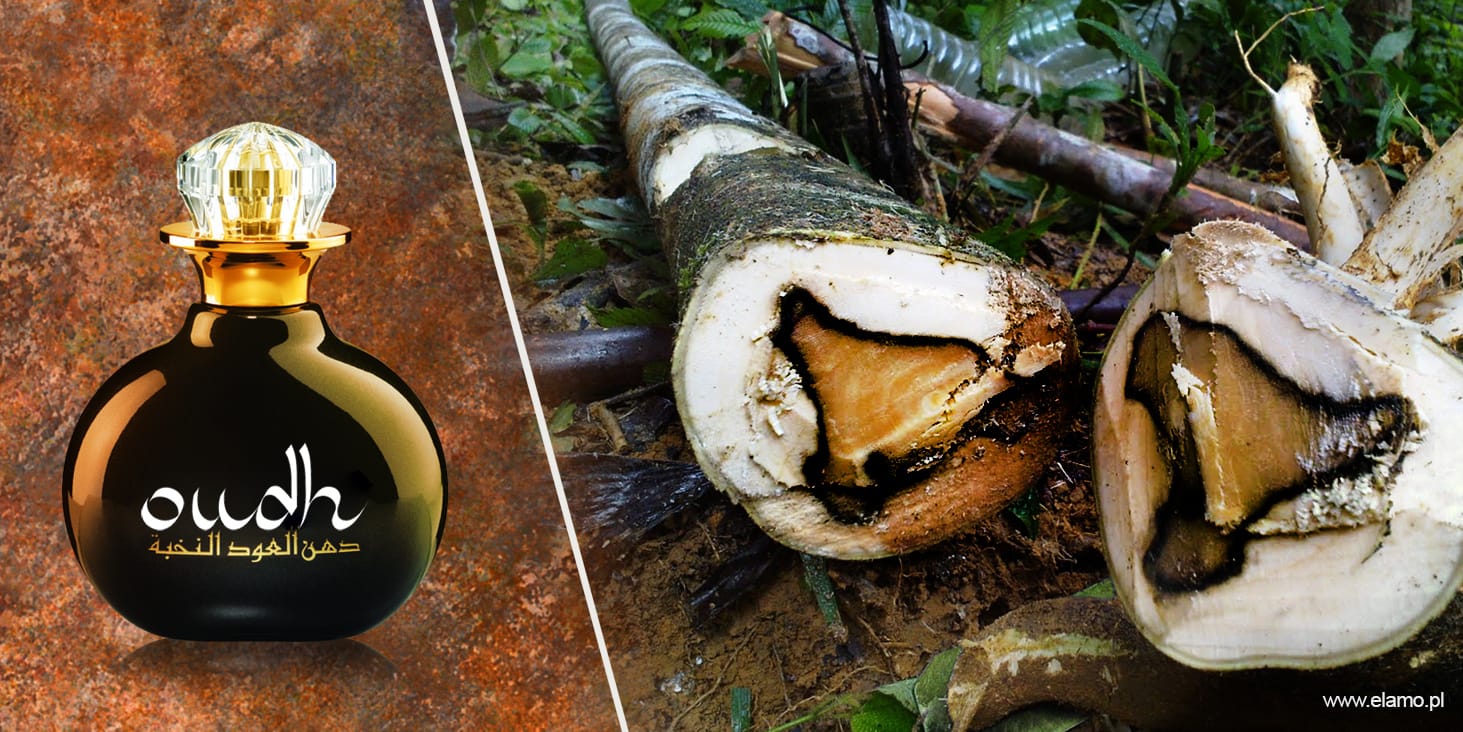 Drewno Agarowe i olejek Oudh