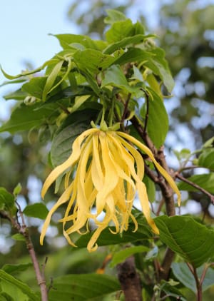 kwiat jagodlinu wonnego