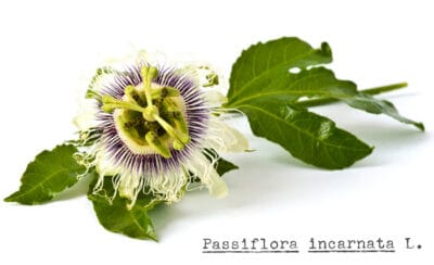 kwiat marakui (męczennicy jadalnej)