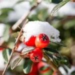 Świeże czerwone jagody golterii rozesłanej (Gaultheria procumbens) pokryte śniegiem, idealne do produkcji eterycznego olejku wintergreen.