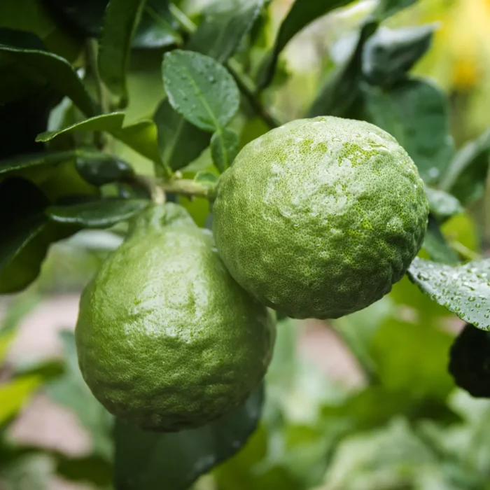 Świeże owoce bergamotki (Citrus bergamia) z kroplami wody na drzewie, używane do produkcji eterycznego olejku bergamotowego.