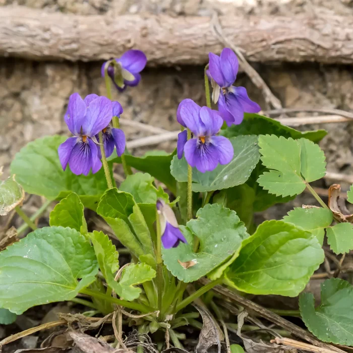 Zbliżenie fiołka wonnego (Viola odorata) w lesie liściastym na wiosnę, używanego do produkcji eterycznego absolutu fiołkowego.