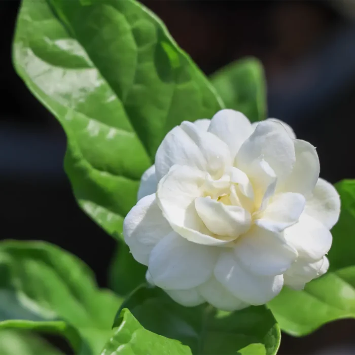 Biały kwiat jaśminu sambac (Jasminum sambac) z zielonymi liśćmi, używany do produkcji eterycznego absolutu jaśminowego.