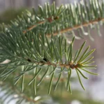 Gałązka jodły balsamicznej (Abies balsamea) z bliska, używana do produkcji eterycznego olejku z jodły balsamicznej