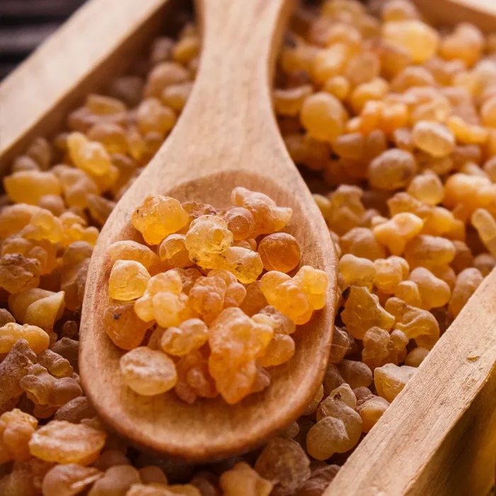 Suszona oleożywica olibanum (kadzidłowiec) w drewnianej łyżce, używana do produkcji eterycznego olejku olibanowego (kadzidłowego)