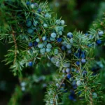 Zbliżenie na jagody jałowca (Juniperus communis) na zielonym tle, z których pozyskiwany jest BIO olejek jałowcowy, stosowany w aromaterapii i kosmetyce.