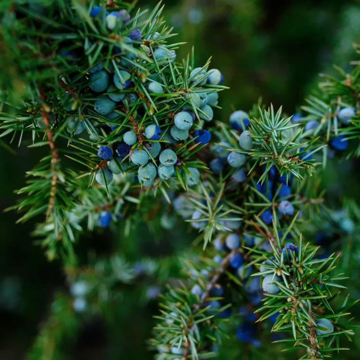 Zbliżenie na jagody jałowca (Juniperus communis) na zielonym tle, z których pozyskiwany jest BIO olejek jałowcowy, stosowany w aromaterapii i kosmetyce.