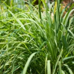 Trawa cytrynowa (Cymbopogon citratus) – źródło BIO olejku lemongrasowego, stosowanego w aromaterapii i pielęgnacji skóry, o świeżym cytrusowym zapachu.