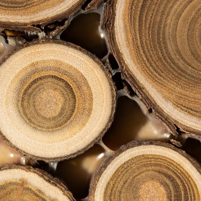 rzekrój drewna sandałowego (Santalum Austrocaledonicum) – surowiec do produkcji BIO olejku sandałowego o właściwościach relaksacyjnych i aromatycznych.