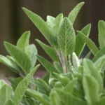 Liście szałwii lekarskiej (Salvia officinalis) – roślina używana do produkcji BIO olejku eterycznego o właściwościach antybakteryjnych i przeciwzapalnych.