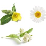 Ziołowy Balsam do Ust Pomadka (Dziewanna / Rumianek / Lipa) - Kosmetyki DLA - obrazek 2