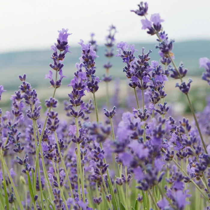 Kwitnące pola dzikiej lawendy (Lavandula angustifolia) w pełnym rozkwicie, naturalne źródło olejku eterycznego BIO.