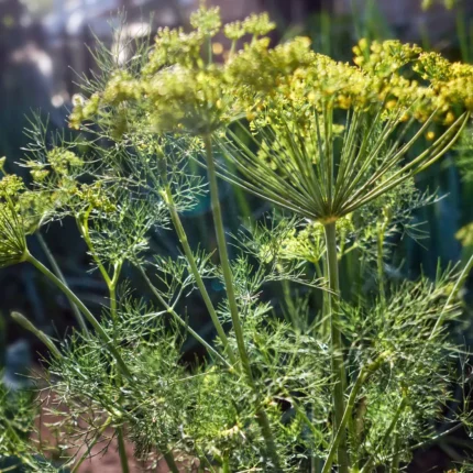 Kwiatostany kopru włoskiego (Foeniculum vulgare) w promieniach słońca, źródło naturalnego olejku eterycznego BIO – FLORIHANA.