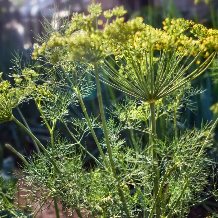 Kwiatostany kopru włoskiego (Foeniculum vulgare) w promieniach słońca, źródło naturalnego olejku eterycznego BIO – FLORIHANA.