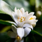 BIO Olejek Neroli (Citrus aurantium) - kwiaty pomarańczy gorzkiej używane do produkcji naturalnego olejku eterycznego o właściwościach relaksujących i antystresowych.