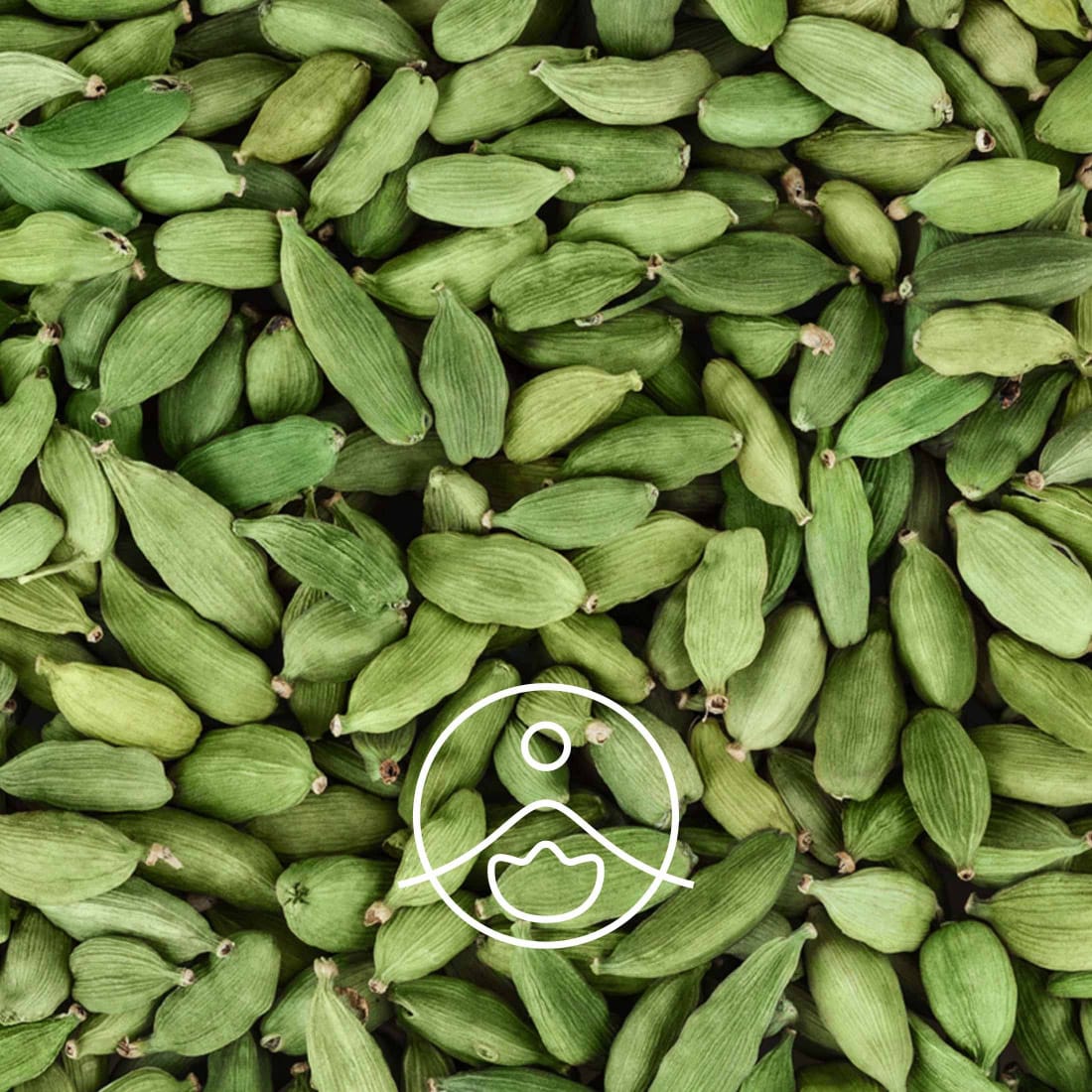 Elettaria cardamomum