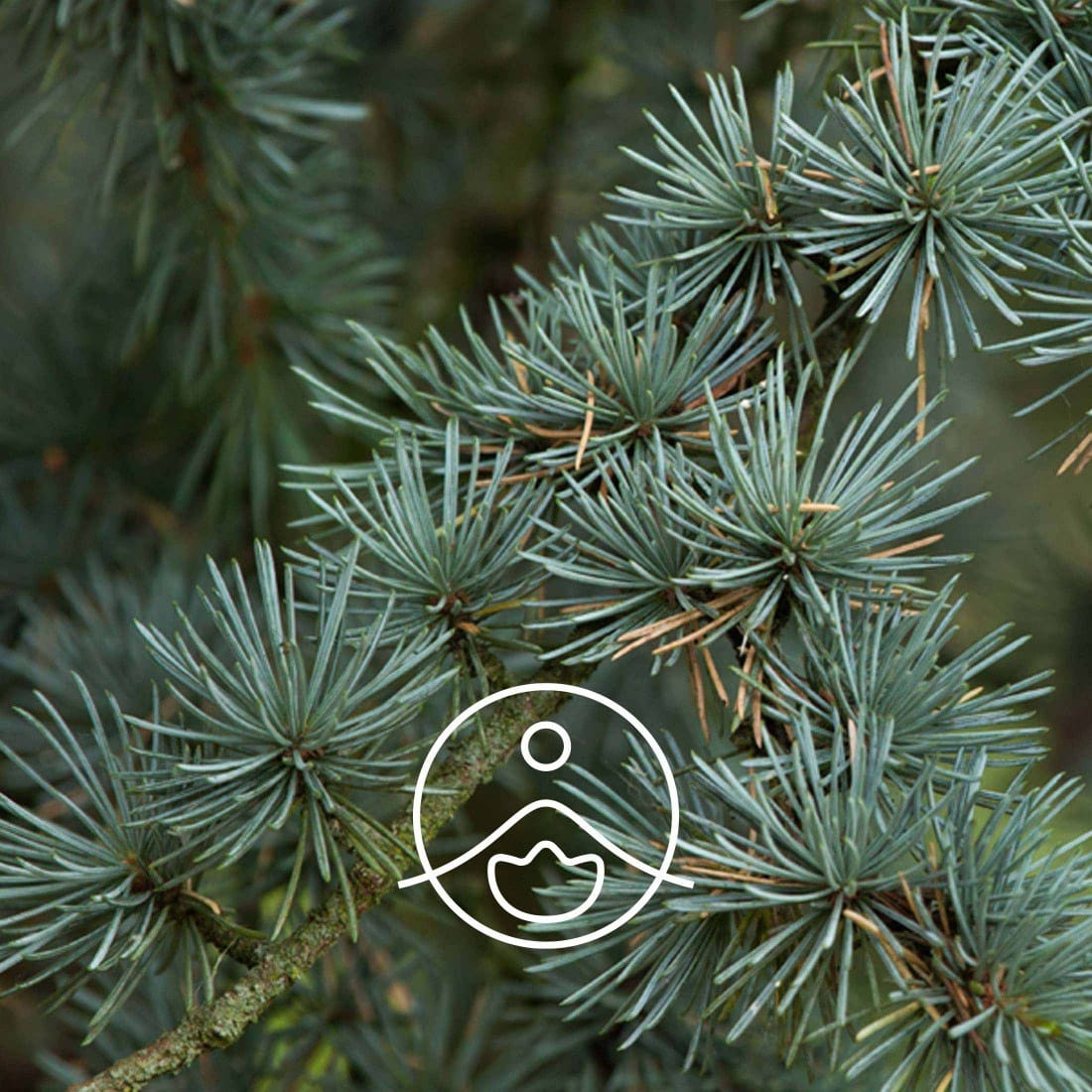 igliwie drzewa cedrowego