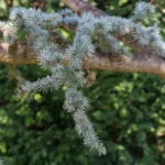 Gałązki niebieskiego cedru atlaskiego (Cedrus atlantica 'Glauca') z szyszkami, rosnące w wiecznie zielonym lesie w Afryce Północnej, używane do produkcji eterycznego olejku cedrowego.