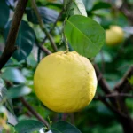 Duży żółty owoc cytryny (Citrus lemon) wiszący na gałęzi, otoczony bujnym zielonym ulistnieniem, używany do produkcji eterycznego olejku cytrynowego.