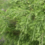 Gałązki wąskolistnego drzewa herbacianego (Melaleuca alternifolia), używanego do produkcji eterycznego olejku herbacianego.