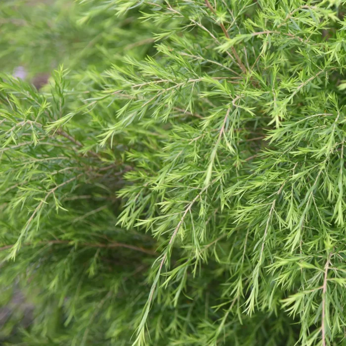Gałązki wąskolistnego drzewa herbacianego (Melaleuca alternifolia), używanego do produkcji eterycznego olejku herbacianego.