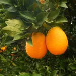 Zbliżenie na drzewo pomarańczowe z jasnymi pomarańczami (Citrus sinensis) rosnącymi w słoneczny dzień, używanymi do produkcji organicznego olejku pomarańczowego ze skórek pomarańczy słodkiej.