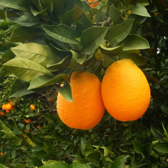Zbliżenie na drzewo pomarańczowe z jasnymi pomarańczami (Citrus sinensis) rosnącymi w słoneczny dzień, używanymi do produkcji organicznego olejku pomarańczowego ze skórek pomarańczy słodkiej.