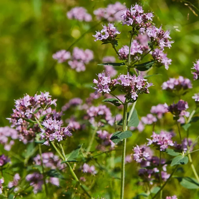 Kwiatostan dziko rosnącego oregano (Origanum compactum) w pełnym rozkwicie, z delikatnymi fioletowymi kwiatami, używanego do produkcji olejku eterycznego z dzikiego oregano.
