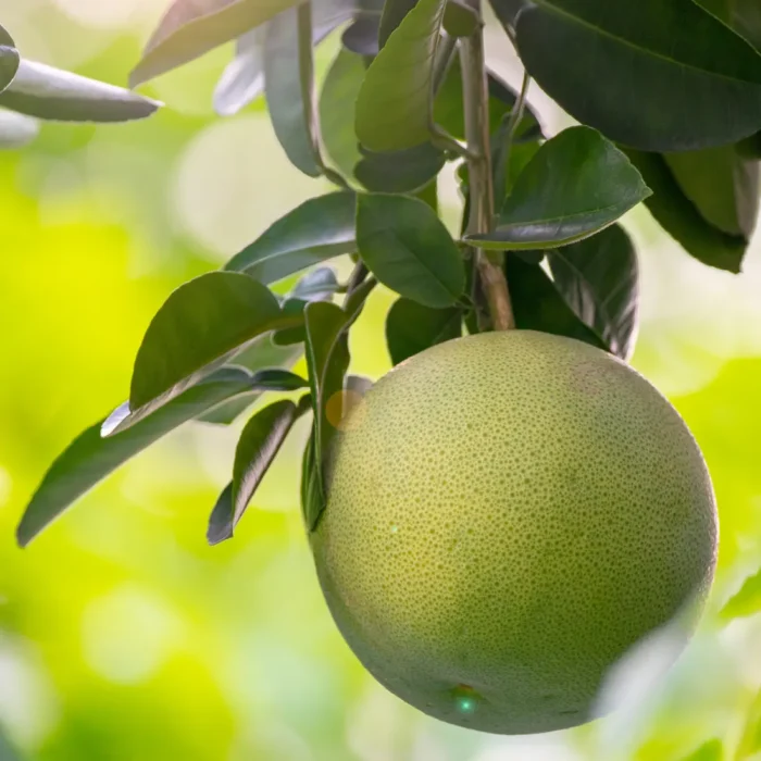 Dojrzały grejpfrut (Citrus x paradisi) rosnący na drzewie, używany do produkcji olejku grejpfrutowego.