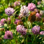 Kwiat koniczyny czerwonej (Trifolium pratense) - składnik aktywny szamponu Koniczynkowa Włosomyjka, wzmacniający cebulki włosowe i ograniczający wypadanie włosów, idealny do pielęgnacji osłabionych włosów kobiet.