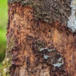 Kora drzewa cynamonowego (Cinnamomum zeylanicum) pobrana na plantacji w Malezji, używana do produkcji organicznego olejku cynamonowego.