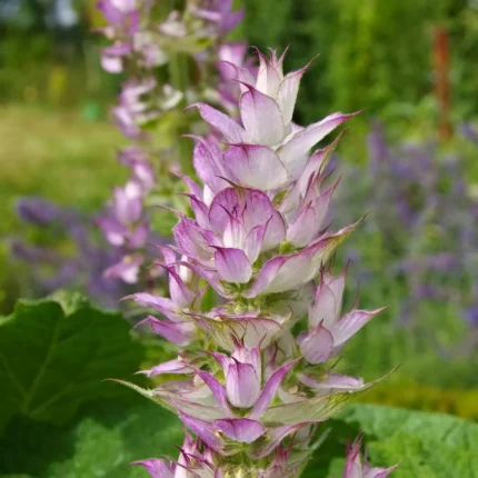Kwiat Szałwii Muszkatołowej (Salvia sclarea) - roślina wykorzystywana do produkcji BIO olejku eterycznego Florihana.