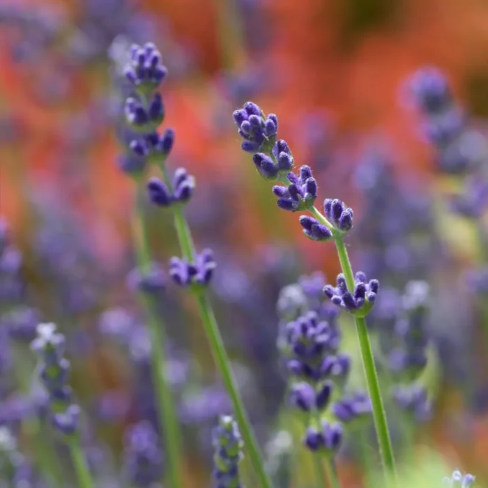 Zbliżenie na kwiaty lawendy wąskolistnej (Lavandula angustifolia), używanej do produkcji eterycznego olejku lawendowego