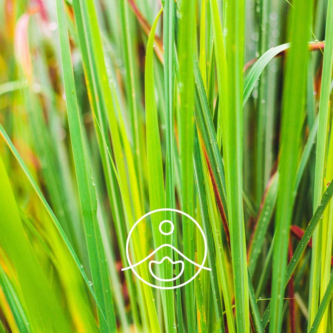 Cymbopogon flexuosus