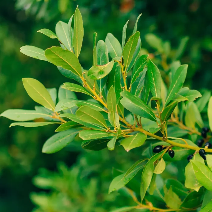 Liście laurowe i jagody na drzewie wawrzynu (Laurus nobilis), dziko rosnącego w Turcji, używane do produkcji eterycznego olejku laurowego.