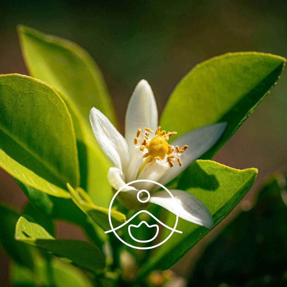 Citrus aurantium flower