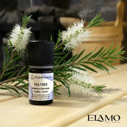 Mała buteleczka olejku z drzewa herbacianego (Tea Tree) 5ml Florihana na ławie w saunie, obok kwitnącej na biało gałązki melaleuki.