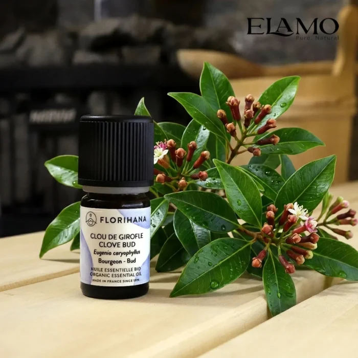 Mała buteleczka olejku z pąków goździka (Clove Bud) 5ml Florihana w saunie, na tle świeżej gałązki z zielonymi liśćmi i pączkami.
