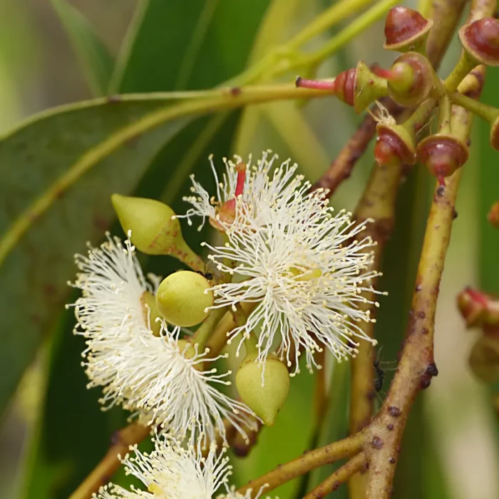Kwitnące gałązki eukaliptusa (Eucalyptus globulus) używane do produkcji olejku eukaliptusowego o właściwościach przeciwbakteryjnych i wspomagających oddychanie.