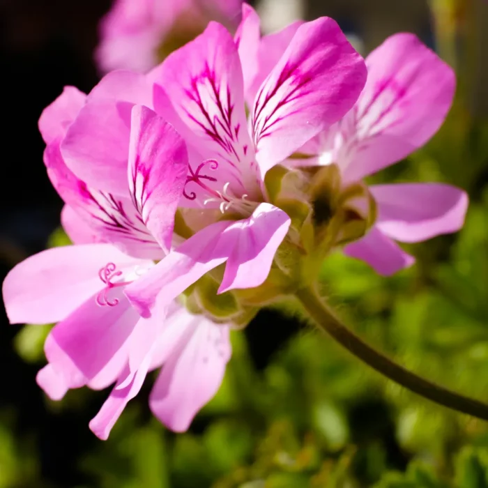 Kwiaty Pelargonii Pachnącej (Anginki) – naturalne źródło olejku geraniowego o właściwościach repelentnych i aromaterapeutycznych