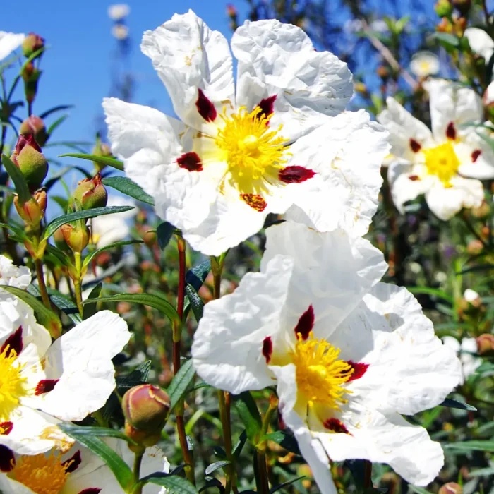 Kwiaty czystka (Cistus ladaniferus), z którego pozyskiwany jest olejek labdanowy o właściwościach regenerujących i antyseptycznych.