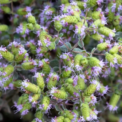 Kwiaty majeranku (Origanum majorana), z którego pozyskiwany jest olejek majerankowy o właściwościach relaksujących i wspierających układ oddechowy.