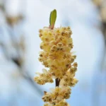 Kwiat May Chang (Litsea Cubeba), z którego owoców pozyskiwany jest olejek o właściwościach odświeżających, tonizujących i wspomagających relaksację.